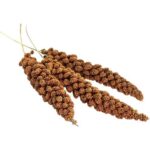 Senegalské proso v klasu 100 g – AVICENTRA