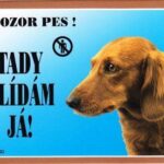 Barevná cedulka Pozor pes, Jezevčík dlouhosrstý