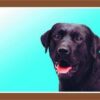 Barevná cedulka Pozor pes, Labrador černý