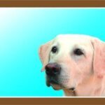 Barevná cedulka Pozor pes, Labrador světlý