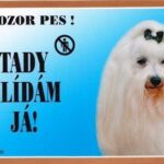 Barevná cedulka Pozor pes, Maltézský pinč