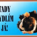 Barevná cedulka Pozor pes, Morče