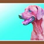 Barevná cedulka Pozor pes, Rhodéský ridgeback