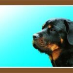 Barevná cedulka Pozor pes, Rottweiler