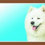 Barevná cedulka Pozor pes, Samojed